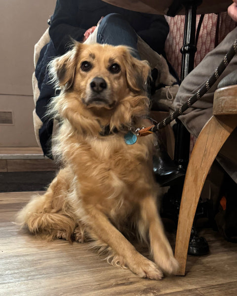Chien assis calmement au sol à la brasserie Le Cathédrale Gourmand à Chartres – ambiance conviviale et pet-friendly.